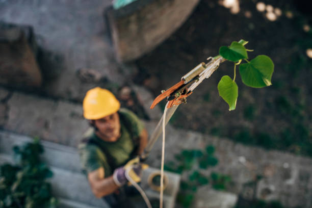 Emergency Storm Tree Removal in Lechee, AZ